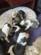 American Pit Bull Terrier Puppies for sale in Brownsburg, Indiana. price: $150