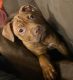 American Pit Bull Terrier Puppies for sale in Charlotte, North Carolina. price: $300