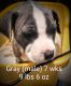 American Pit Bull Terrier Puppies for sale in Paris, Kentucky. price: $300