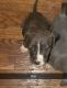 American Pit Bull Terrier Puppies for sale in Chicago, Illinois. price: $250