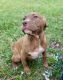 American Pit Bull Terrier Puppies for sale in Pompano Beach, FL 33060, USA. price: $200