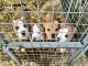 American Pit Bull Terrier Puppies for sale in Fredericksburg, Virginia. price: $300
