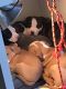 American Pit Bull Terrier Puppies for sale in Norfolk, Virginia. price: $150