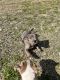 American Pit Bull Terrier Puppies for sale in Augusta, Georgia. price: NA