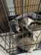 American Pit Bull Terrier Puppies for sale in Lake Elsinore, California. price: $300