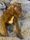 American Pit Bull Terrier Puppies for sale in Charlotte, North Carolina. price: $200
