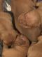 American Pit Bull Terrier Puppies for sale in Derry, New Hampshire. price: $2,200