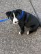 American Pit Bull Terrier Puppies for sale in Phoenix, Arizona. price: $200