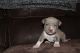 American Pit Bull Terrier Puppies for sale in Surgoinsville, Tennessee. price: $200