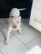 American Pit Bull Terrier Puppies for sale in Dumfries, Virginia. price: $300