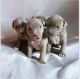 American Pit Bull Terrier Puppies for sale in La Puente, California. price: $500
