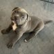 American Pit Bull Terrier Puppies for sale in Gilbert, Arizona. price: NA