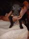 American Pit Bull Terrier Puppies for sale in Flint, MI, USA. price: $150