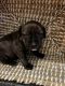 American Pit Bull Terrier Puppies for sale in Bellevue, Washington. price: $2,000
