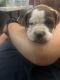 American Pit Bull Terrier Puppies for sale in Shasta, California. price: NA
