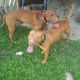 American Pit Bull Terrier Puppies for sale in Townsville, Queensland. price: $500