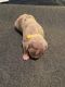 American Pit Bull Terrier Puppies for sale in Roanoke, Virginia. price: $3,000