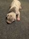 American Pit Bull Terrier Puppies for sale in Roanoke, Virginia. price: $4,000
