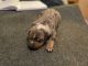 American Pit Bull Terrier Puppies for sale in Roanoke, Virginia. price: $4,500