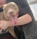 American Pit Bull Terrier Puppies for sale in Lorain, Ohio. price: $300