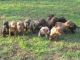 American Pit Bull Terrier Puppies for sale in Oil Springs, KY 41256, USA. price: NA