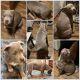 American Pit Bull Terrier Puppies for sale in Pelahatchie, Mississippi. price: $650
