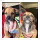 American Pit Bull Terrier Puppies for sale in Hazard, Kentucky. price: $300