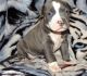 American Pit Bull Terrier Puppies for sale in Fort Jones, CA 96032, USA. price: NA
