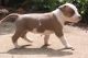 American Pit Bull Terrier Puppies for sale in Kensington, CA, USA. price: NA