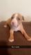 American Pit Bull Terrier Puppies for sale in Dacula, Georgia. price: $700
