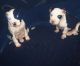 American Pit Bull Terrier Puppies for sale in Thomasville, Alabama. price: $150