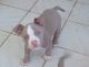 American Pit Bull Terrier Puppies for sale in Orlando, Florida. price: $2,400