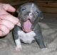 American Pit Bull Terrier Puppies for sale in Savannah, GA, USA. price: NA