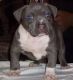 American Pit Bull Terrier Puppies for sale in Syracuse, NY, USA. price: NA