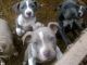 American Pit Bull Terrier Puppies for sale in Moreno Valley, CA, USA. price: NA
