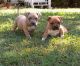 American Pit Bull Terrier Puppies for sale in Charleston, SC, USA. price: NA