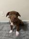 American Pit Bull Terrier Puppies for sale in Tucson, Arizona. price: $600