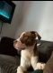 American Pit Bull Terrier Puppies for sale in Baltimore, Maryland. price: NA