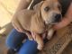 American Pit Bull Terrier Puppies for sale in Yuma, Arizona. price: $450