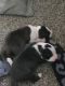 American Pit Bull Terrier Puppies for sale in Forest Park, Georgia. price: $150