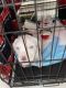 American Pit Bull Terrier Puppies