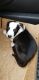 American Pit Bull Terrier Puppies for sale in Sugar Land, Texas. price: NA