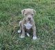 American Pit Bull Terrier Puppies for sale in San Antonio, Texas. price: $500