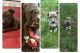 American Pit Bull Terrier Puppies for sale in Damascus, MD 20872, USA. price: $500