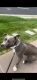 American Pit Bull Terrier Puppies for sale in San Francisco, California. price: $1,700