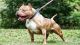 American Pit Bull Terrier Puppies for sale in hyderabad, Ambavaram, Andhra Pradesh 523112, India. price: 50000 INR