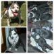 American Pit Bull Terrier Puppies for sale in Ashland, OH 44805, USA. price: NA
