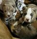 American Pit Bull Terrier Puppies for sale in Spartanburg, SC, USA. price: NA