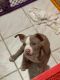 American Pit Bull Terrier Puppies for sale in Orlando, Florida. price: $1,500