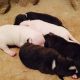 American Pit Bull Terrier Puppies for sale in Fort Valley, GA, USA. price: NA